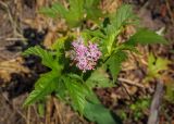 Filipendula rubra. Верхушка побега с соцветием и листьями. Пермский край, г. Пермь, Кировский р-н, садовый участок, в культуре. 17.06.2018.