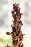 Hypopitys monotropa. Верхушка соплодия. Ленинградская обл., Лужский р-н, окр. оз. Лебевое, зеленомошный сосновый бор. 17.08.2019.