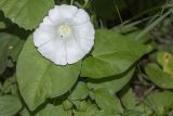 Calystegia sepium