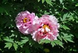 Paeonia suffruticosa