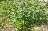 Linum hypericifolium