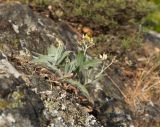 Pilosella echioides. Отцветающее растение. Южный Берег Крыма, сев.-вост. склон горы Аю-Даг, скальник. 06.08.2019.