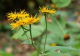 Telekia speciosa. Верхушка побега с соцветиями. Республика Коми, г. Сыктывкар, ул. Ботанический сад, Ботсад СГУ. 14.09.2019.