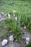 Plantago urvillei