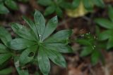 Galium odoratum