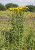 Senecio erucifolius