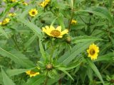 Bidens cernua разновидность radiata