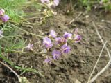 Astragalus austriacus