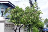 Averrhoa carambola. Верхушка цветущего растения. Таиланд, Бангкок, Донмыанг, жилой квартал, в культуре. 11.09.2023.