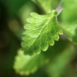 Teucrium chamaedrys. Лист. Республика Абхазия, окр. г. Сухум, р. Гумиста. 26.08.2009.