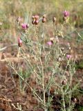 Centaurea arenaria