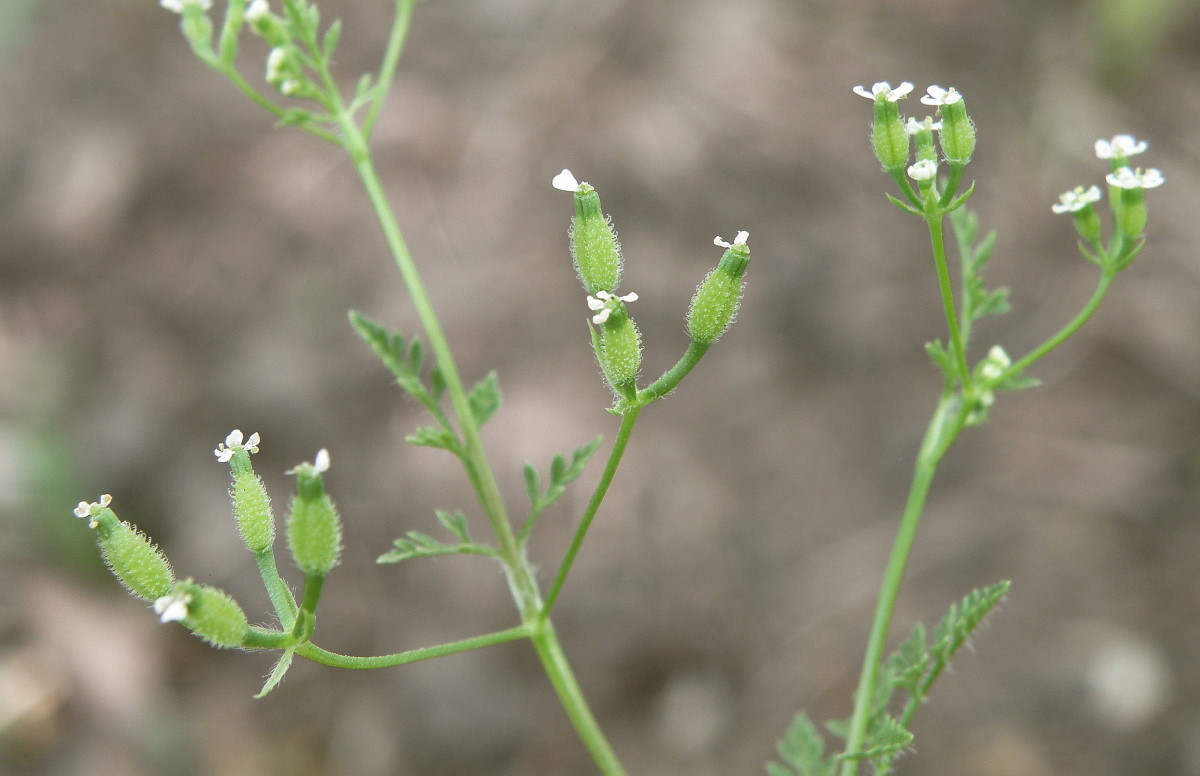 Изображение особи Anthriscus caucalis.