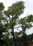 Gymnocladus dioicus. Крона молодого дерева. Нидерланды, г. Venlo, \"Floriada 2012\". 11.09.2012.