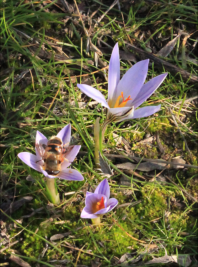 Изображение особи Crocus reticulatus.