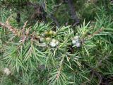 Juniperus hemisphaerica