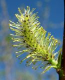 Salix pyrolifolia. Мужское соцветие. Архангельская обл., Пинежский р-н, окр. Пинежского заповедника, берег р. Пинега. 29.05.2013.