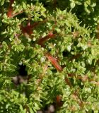 Pilea microphylla. Часть отцветшей веточки. Германия, г. Essen, Grugapark. 29.09.2013.