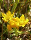 Haplophyllum suaveolens