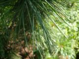 Pinus sibirica. Хвоя. Кемеровская обл., г. Прокопьевск. 06.07.2014.