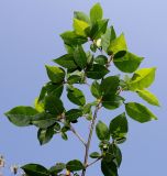 Elaeagnus multiflora