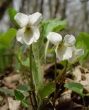 Viola scotophylla