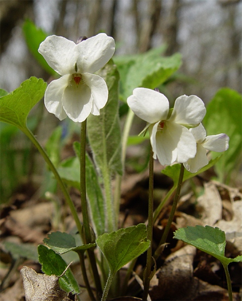 Изображение особи Viola scotophylla.