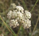 Pimpinella tragium