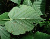 Tilia begoniifolia