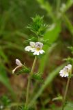 Euphrasia vernalis. Верхушка цветущего растения. Новгородская обл., Боровичский р-н, западнее г. Боровичи, просека под ЛЭП, возле зарослей малины. 11.07.2015.