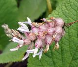 Astragalus dendroides