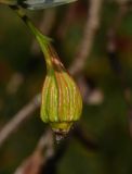 Eucalyptus forrestiana