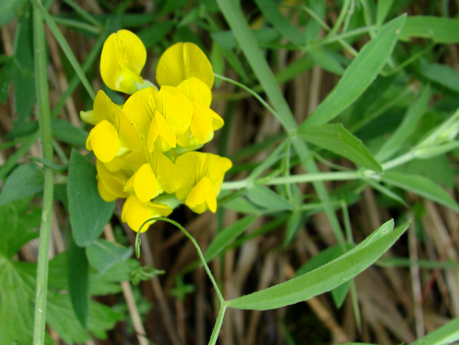 Изображение особи Lathyrus pratensis.