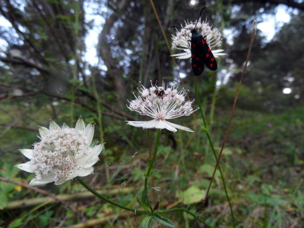 Изображение особи Astrantia trifida.