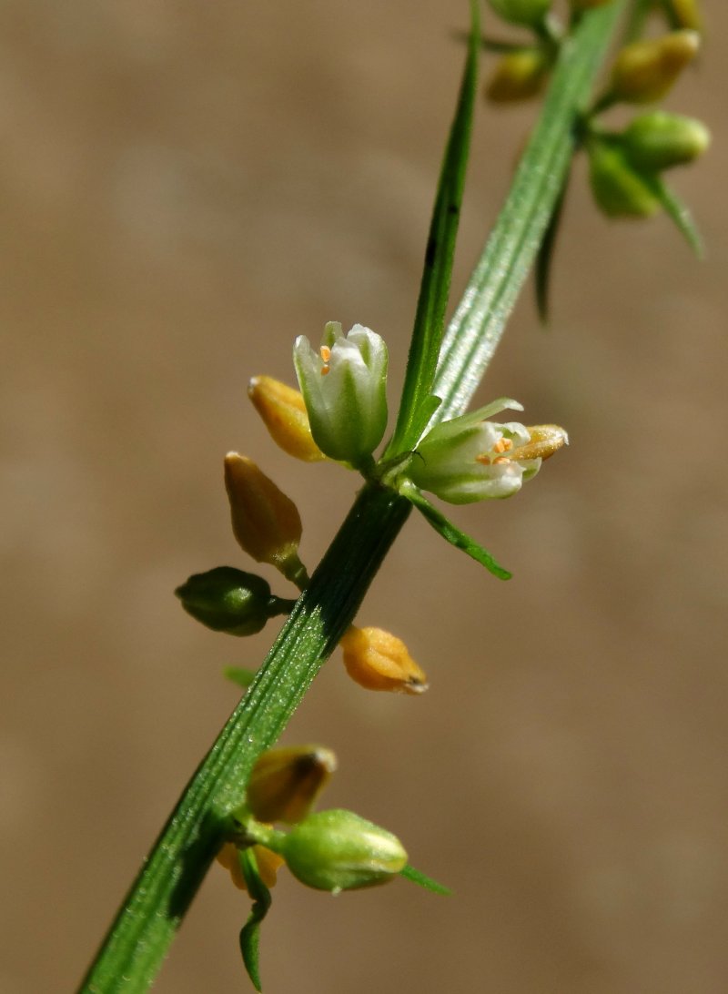 Изображение особи Asparagus schoberioides.