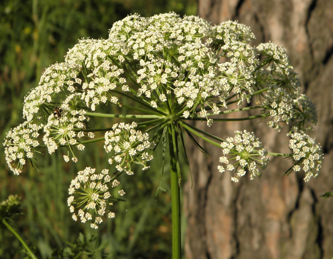 Изображение особи Peucedanum oreoselinum.