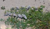 Limonium papillatum