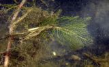 Myriophyllum spicatum. Часть побега. Республика Адыгея, г. Майкоп, южная окраина города, пруд Низпоташный. 17.09.2016.