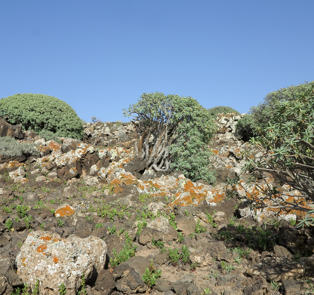 Изображение особи Euphorbia balsamifera.