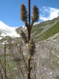 Salix alatavica