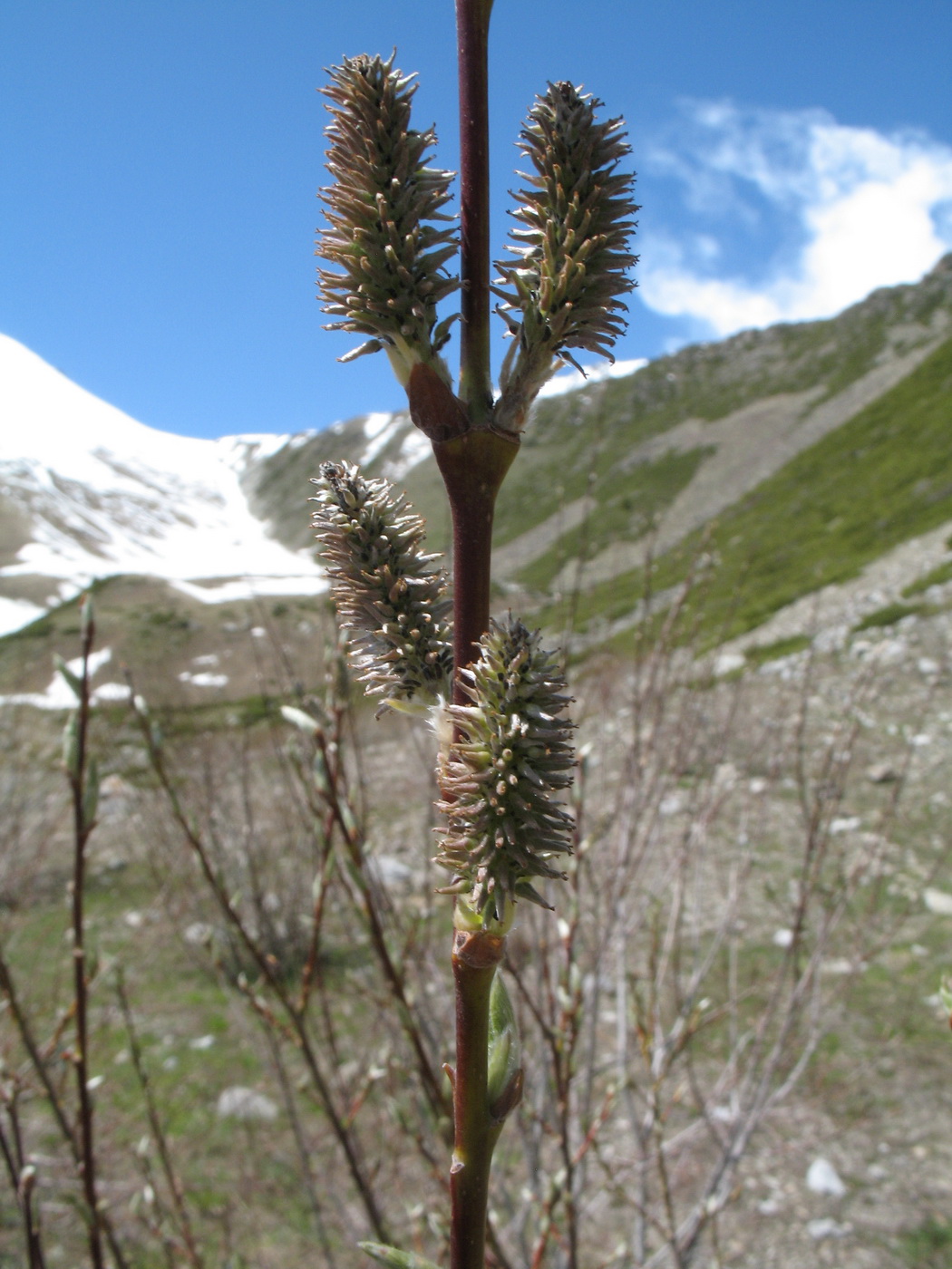 Изображение особи Salix alatavica.