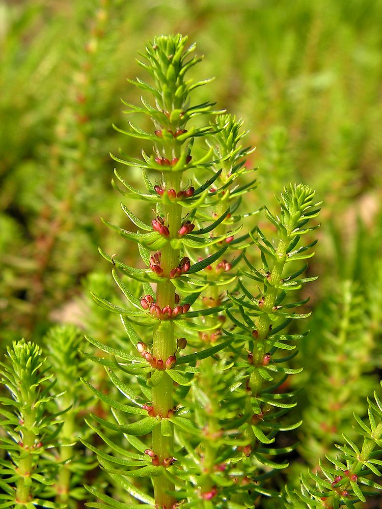 Image of Hippuris vulgaris specimen.