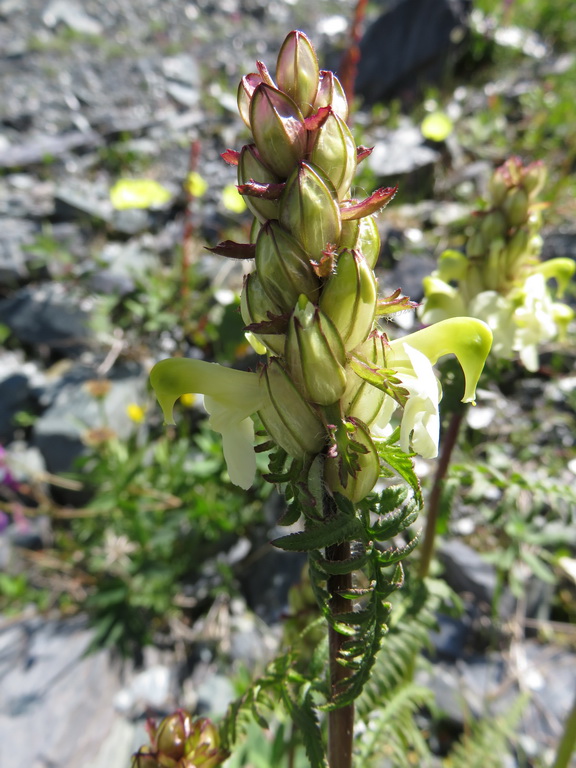 Image of Pedicularis compacta specimen.