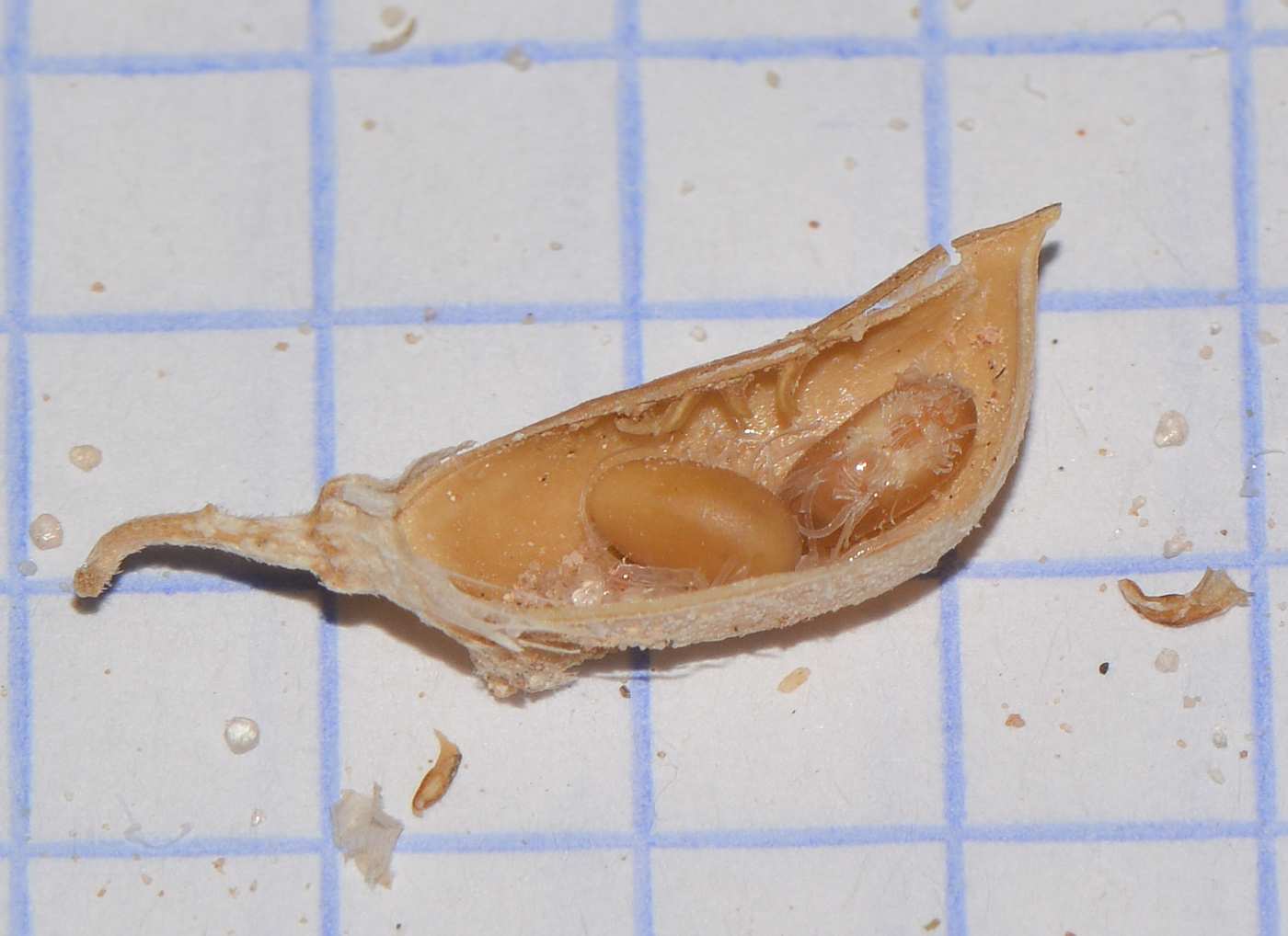 Image of Crotalaria aegyptiaca specimen.
