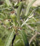 Pyrus salicifolia. Незрелые плоды в верхней части побега. Украина, г. Луганск, парковый комплекс педуниверситета, в культуре. 24.05.2017.