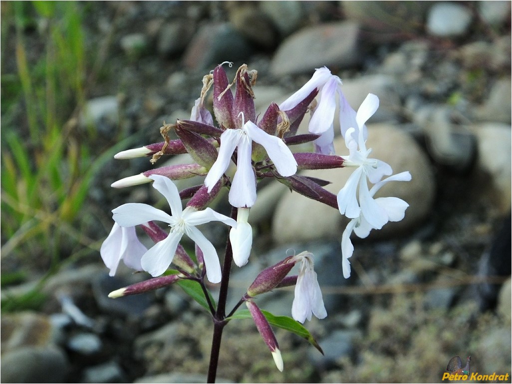 Изображение особи Saponaria officinalis.