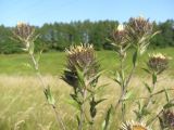 Carlina intermedia