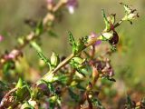 Pedicularis adunca. Верхняя часть побега с плодами. Магаданская обл., Ольский р-н, окр. оз. Глухое, осоково-кустарничковое болото. 31.07.2017.