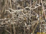 Artemisia vulgaris