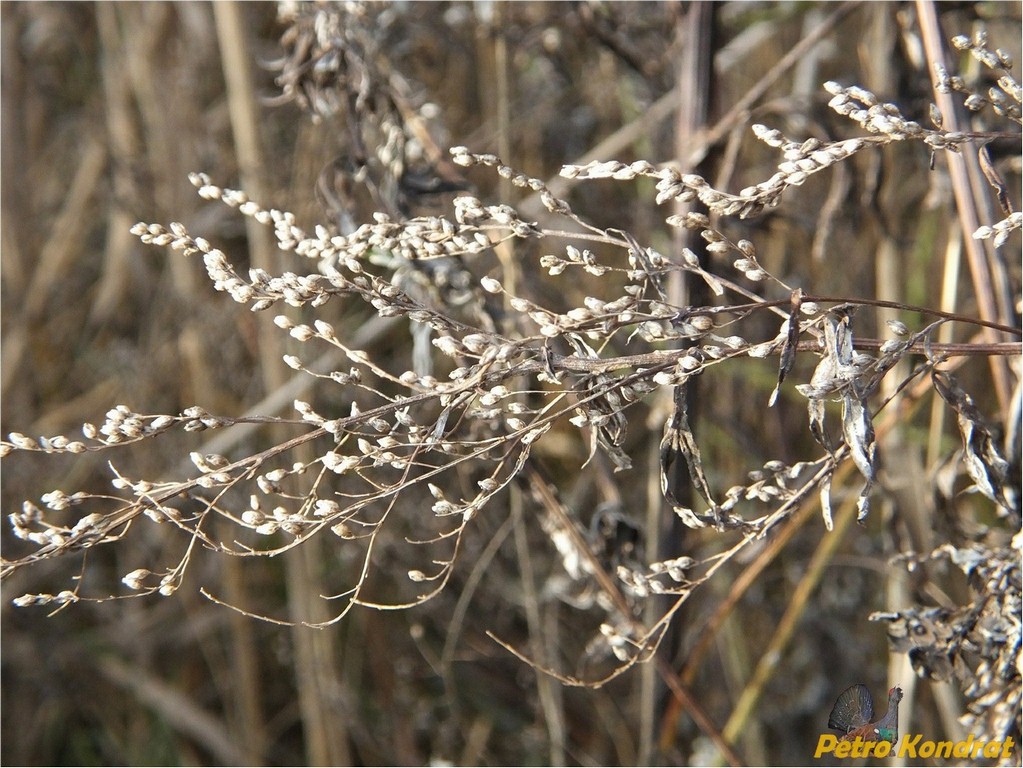 Image of Artemisia vulgaris specimen.