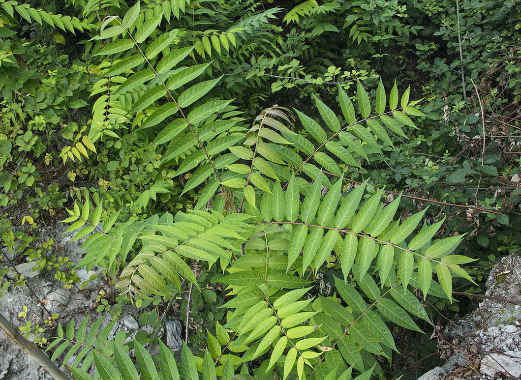 Изображение особи Ailanthus altissima.